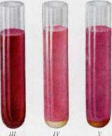 Diazo Reactions: figure 10 from the 1928–1936 encyclopedia article