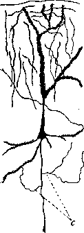 Nerve Cells: figure 2 from the 1928–1936 encyclopedia article