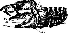 Visceral Skeleton: figure 1 from the 1928–1936 encyclopedia article