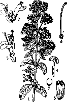 Gall Nuts: figure 1 from the 1928–1936 encyclopedia article