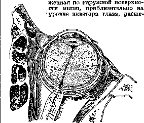 Tenon's Capsule: figure 2 from the 1928–1936 encyclopedia article