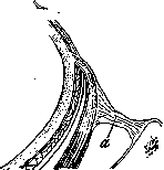 Tenon's Capsule: figure 3 from the 1928–1936 encyclopedia article