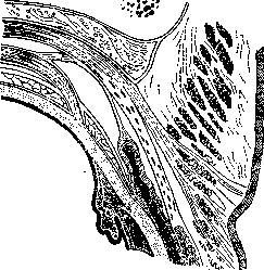Tenon's Capsule: figure 4 from the 1928–1936 encyclopedia article