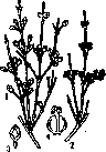 Ephedra Vulgaris: figure 1 from the 1928–1936 encyclopedia article