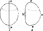 Intermediate: figure 1 from the 1928–1936 encyclopedia article