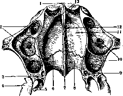 Palatine Bone: figure 5 from the 1928–1936 encyclopedia article