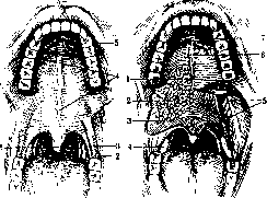 Palatine Bone: figure 3 from the 1928–1936 encyclopedia article