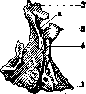 Palatine Bone: figure 2 from the 1928–1936 encyclopedia article