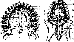 Palatine Bone: figure 4 from the 1928–1936 encyclopedia article