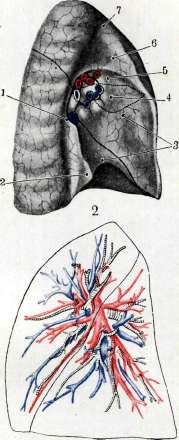 Lungs: figure 16 from the 1928–1936 encyclopedia article
