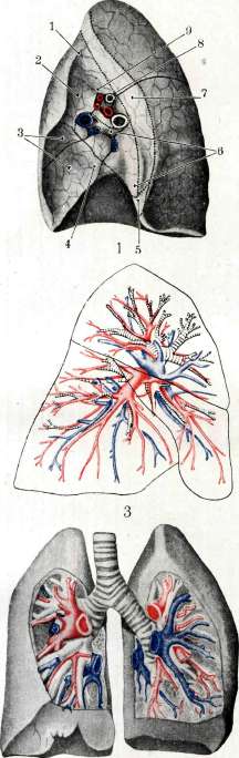 Lungs: figure 15 from the 1928–1936 encyclopedia article
