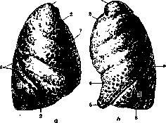 Lungs: figure 9 from the 1928–1936 encyclopedia article