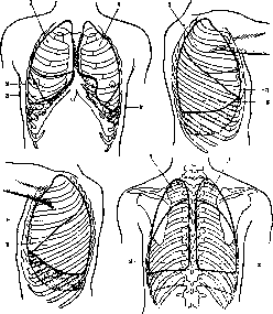 Lungs: figure 11 from the 1928–1936 encyclopedia article