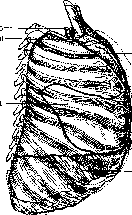 Lungs: figure 4 from the 1928–1936 encyclopedia article