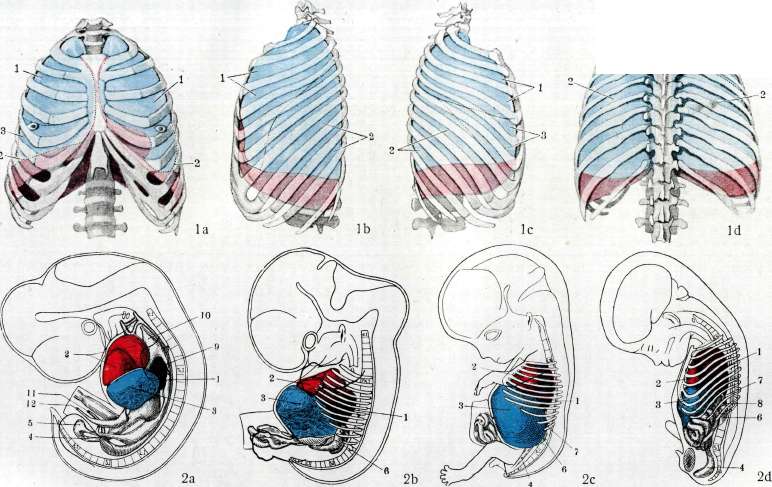 Lungs: figure 6 from the 1928–1936 encyclopedia article