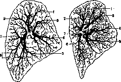 Lungs: figure 25 from the 1928–1936 encyclopedia article