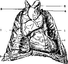 Lungs: figure 5 from the 1928–1936 encyclopedia article