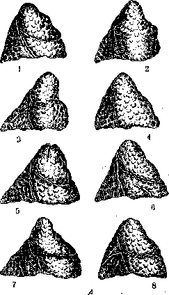 Lungs: figure 18 from the 1928–1936 encyclopedia article