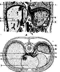 Lungs: figure 13 from the 1928–1936 encyclopedia article