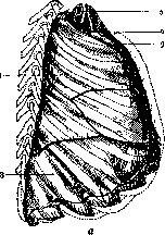 Lungs: figure 2 from the 1928–1936 encyclopedia article