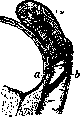 Cold Cream: figure 1 from the 1928–1936 encyclopedia article