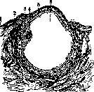 Ovulation: figure 2 from the 1928–1936 encyclopedia article