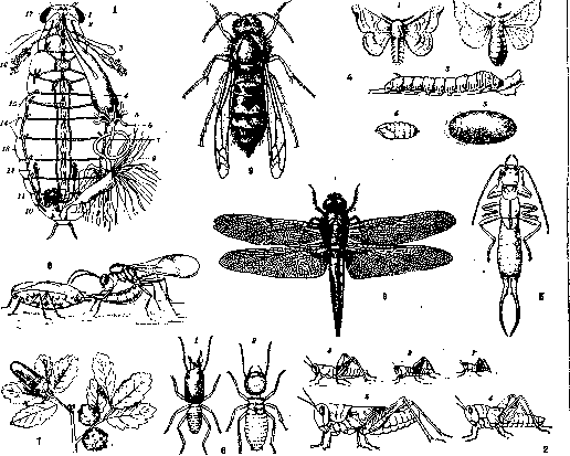 Insects: figure 1 from the 1928–1936 encyclopedia article