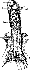 Urethra: figure 4 from the 1928–1936 encyclopedia article