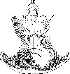 Urethra: figure 10 from the 1928–1936 encyclopedia article