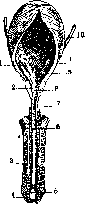 Urethra: figure 3 from the 1928–1936 encyclopedia article