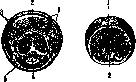 Urethra: figure 6 from the 1928–1936 encyclopedia article
