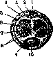 Urethra: figure 5 from the 1928–1936 encyclopedia article