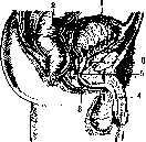 Urethra: figure 1 from the 1928–1936 encyclopedia article