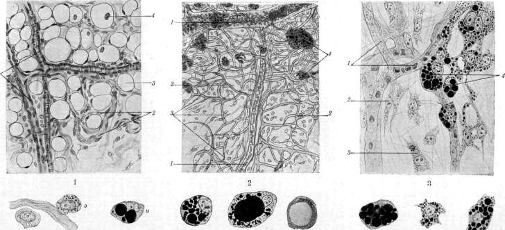 Adipose Tissue: figure 1 from the 1928–1936 encyclopedia article