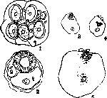Promorphology: figure 1 from the 1928–1936 encyclopedia article