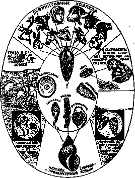 Fascioliasis: figure 5 from the 1928–1936 encyclopedia article