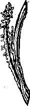 Cowper's Glands: figure 2 from the 1928–1936 encyclopedia article