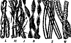Plant Fibers: figure 1 from the 1928–1936 encyclopedia article