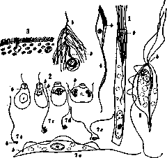 Basal Bodies: figure 1 from the 1928–1936 encyclopedia article