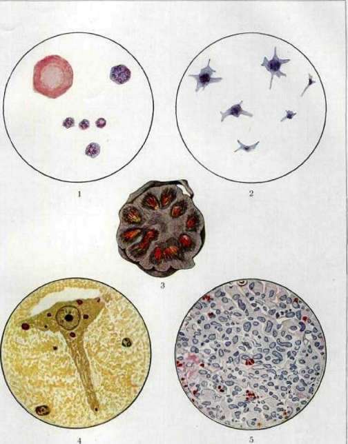 Bizzozero's Plaques: figure 1 from the 1928–1936 encyclopedia article