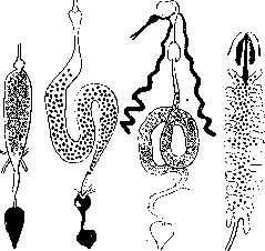 Vectors: figure 1 from the 1928–1936 encyclopedia article