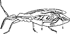 Vectors: figure 4 from the 1928–1936 encyclopedia article