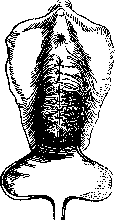 Colpopoiesis: figure 4 from the 1928–1936 encyclopedia article