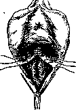 Colpopoiesis: figure 7 from the 1928–1936 encyclopedia article