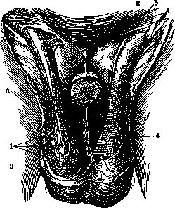 Cooper's Fascia: figure 1 from the 1928–1936 encyclopedia article