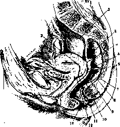 Rectum: figure 2 from the 1928–1936 encyclopedia article