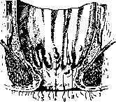 Rectum: figure 9 from the 1928–1936 encyclopedia article