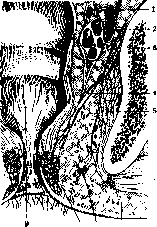 Rectum: figure 4 from the 1928–1936 encyclopedia article