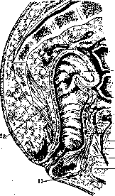 Rectum: figure 5 from the 1928–1936 encyclopedia article