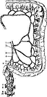 Rectum: figure 11 from the 1928–1936 encyclopedia article